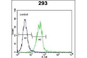 CLEC11A Antibody (Center) (ABIN655039 and ABIN2844670) flow cytometric analysis of 293 cells (right histogram) compared to a negative control cell (left histogram). (CLEC11A antibody  (AA 145-174))