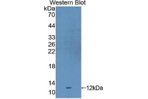 Western Blotting (WB) image for anti-Selenoprotein X, 1 (SEPX1) (AA 1-116) antibody (ABIN1860532)