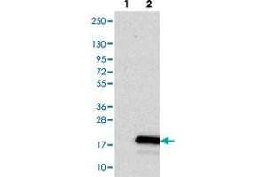 Western blot analysis of Lane 1: Negative control (vector only transfected HEK293T lysate). (SPACA4 antibody)