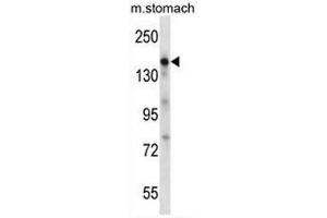 EGF Antibody (Center) western blot analysis in mouse stomach tissue lysates (35µg/lane). (EGF antibody  (Middle Region))