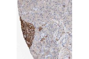 Immunohistochemical staining (Formalin-fixed paraffin-embedded sections) of human pancreas with WFS1 polyclonal antibody  shows strong membrane and cytoplasmic positivity in islet cells. (WFS1 antibody)