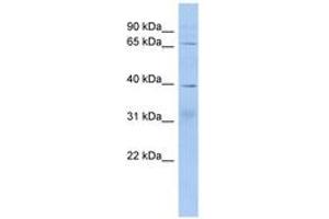 Image no. 1 for anti-KH Domain Containing, RNA Binding, Signal Transduction Associated 2 (KHDRBS2) (AA 143-192) antibody (ABIN6743712)