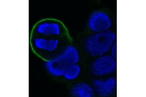 Image no. 1 for anti-Mitotic Cells antibody (ABIN335393) (Mitotic Cells antibody)