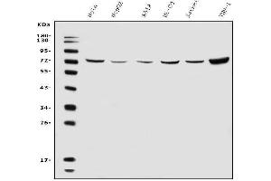 Western blot analysis of ATG7 using anti-ATG7 antibody (ABIN7602343).