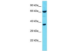 Host: Rabbit  Target Name: Rnpep  Sample Tissue: Mouse Lung lysates  Antibody Dilution: 1. (RNPEP antibody  (C-Term))