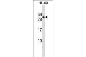 Western blot analysis in HL-60 cell line lysates (35ug/lane). (PTPRCAP antibody  (AA 90-118))