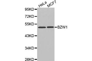 Western Blotting (WB) image for anti-Basic Leucine Zipper and W2 Domains 1 (BZW1) antibody (ABIN1875479) (BZW1 antibody)