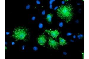 Anti-KATNB1 mouse monoclonal antibody (ABIN2455205) immunofluorescent staining of COS7 cells transiently transfected by pCMV6-ENTRY KATNB1 (RC201852). (KATNB1 antibody)