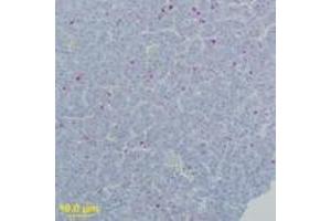 Image no. 2 for anti-West Nile Virus (WNV) (AA 73-86) antibody (ABIN199990) (West Nile Virus antibody  (AA 73-86))
