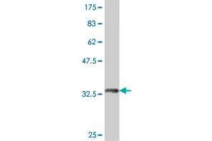Western Blot detection against Immunogen (37. (RPL32 antibody  (AA 33-132))