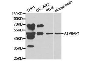 Western Blotting (WB) image for anti-ATPase, H+ Transporting, Lysosomal Accessory Protein 1 (ATP6AP1) antibody (ABIN1871166) (ATP6AP1 antibody)