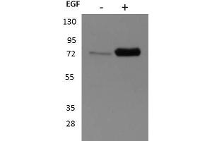 Western Blot of Rabbit anti-p90 RSK1 antibody. (RPS6KA1 antibody  (C-Term))