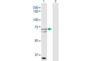 Western Blot analysis of SLC27A1 expression in transfected 293T cell line by SLC27A1 MaxPab polyclonal antibody. (SLC27A1 antibody  (AA 1-646))
