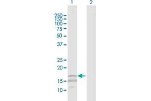 Western Blot analysis of CD247 expression in transfected 293T cell line by CD247 MaxPab polyclonal antibody. (CD247 antibody  (AA 1-164))