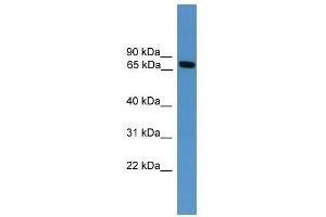 Masp2 antibody used at 0. (MASP2 antibody  (Middle Region))