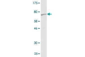 Western Blot detection against Immunogen (75. (Septin 10 antibody  (AA 1-454))