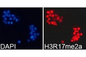 Immunofluorescence analysis of 293T cell using H3R17me2a antibody.