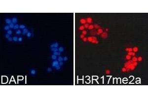 Immunofluorescence analysis of 293T cell using H3R17me2a antibody. (Histone 3 antibody  (H3R17me2a))