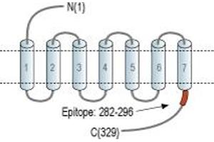 Representative domain view of the target of ABIN7043143.
