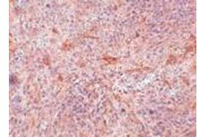 Immunohistochemistry of ABIN3 in mouse spleen tissue with ABIN3 antibody at 5 μg/ml. (TNIP3 antibody  (C-Term))