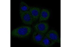 Immunofluorescent staining of A-431 cells with DICER1 monoclonal antibody, clone CL0378  (Green) shows specific staining in the cytosol. (DICER1 antibody)