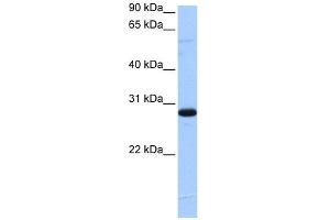 WB Suggested Anti-C1orf83 Antibody Titration:  0. (TCEANC2 antibody  (N-Term))