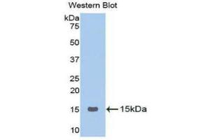 Western Blotting (WB) image for anti-Gonadotropin-Releasing Hormone 1 (Luteinizing-Releasing Hormone) (GNRH1) (AA 24-92) antibody (ABIN1173767)