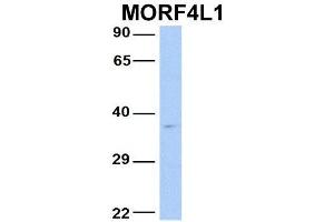 Host:  Rabbit  Target Name:  MORF4L1  Sample Type:  Human Fetal Brain  Antibody Dilution:  1. (MORF4L1 antibody  (N-Term))