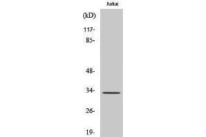 Western Blotting (WB) image for anti-Uncoupling Protein 3 (Mitochondrial, Proton Carrier) (UCP3) (C-Term) antibody (ABIN3187411) (UCP3 antibody  (C-Term))
