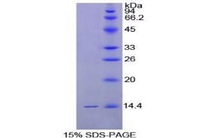 SDS-PAGE analysis of Chicken GnRH Protein. (GNRH1 Protein)