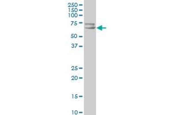 SLC22A4 anticorps  (AA 43-141)