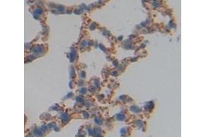 Figure. (IL3RA antibody  (AA 17-166))