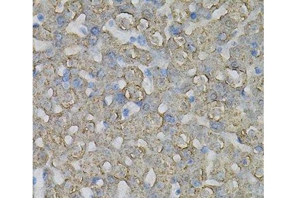 INPP5J antibody