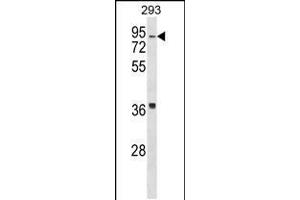 Western blot analysis in 293 cell line lysates (35ug/lane). (HIRIP3 antibody  (AA 287-316))
