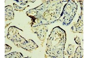 Immunohistochemistry of paraffin-embedded human placenta tissue using ABIN7166178 at dilution of 1:100 (TFG antibody  (AA 1-240))
