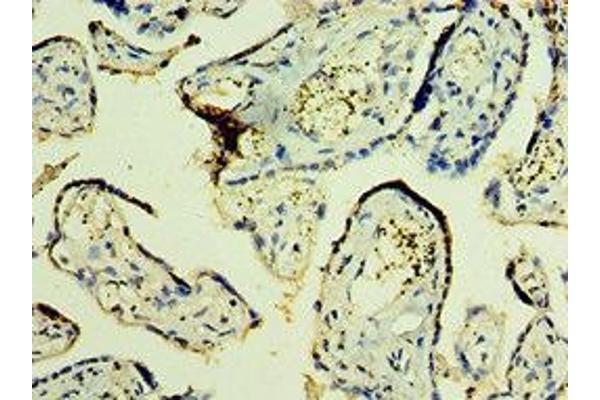 TFG antibody  (AA 1-240)