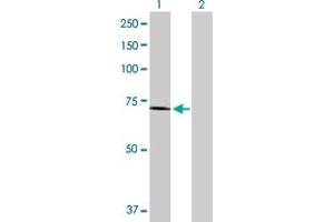 Western Blot analysis of EXT2 expression in transfected 293T cell line by EXT2 MaxPab polyclonal antibody. (EXT2 antibody  (AA 1-718))
