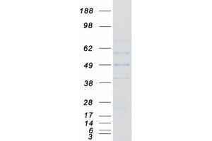 Validation with Western Blot (RABGGTA Protein (Transcript Variant 2) (Myc-DYKDDDDK Tag))