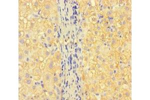 ISPD antibody  (AA 1-264)