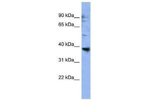 OR2L3 antibody used at 0. (OR2L3 antibody  (C-Term))