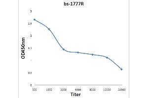 Antigen: 0. (CCKBR antibody  (AA 301-400))