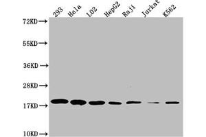 Western Blot Positive WB detected in: 293 whole cell lysate, Hela whole cell lysate, L02 whole cell lysate, HepF2 whole cell lysate, Raji whole cell lysate, Jurkat whole cell lysate, K562 whole cell lysate All lanes: TOMM22 antibody at 1:1000 Secondary Goat polyclonal to rabbit IgG at 1/50000 dilution Predicted band size: 16 kDa Observed band size: 18 kDa (Recombinant TOMM22 antibody)