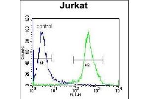 ZN Antibody (N-term) (ABIN655428 and ABIN2844965) flow cytometric analysis of Jurkat cells (right histogram) compared to a negative control cell (left histogram). (ZNF841 antibody  (N-Term))