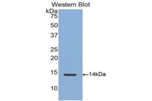Western Blotting (WB) image for anti-Connective Tissue Growth Factor (CTGF) (AA 248-349) antibody (ABIN1858524) (CTGF antibody  (AA 248-349))