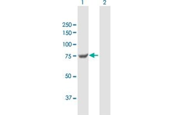 Transglutaminase 7 antibody  (AA 1-710)