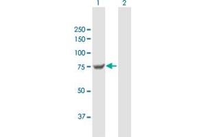 Western Blot analysis of TGM7 expression in transfected 293T cell line by TGM7 MaxPab polyclonal antibody. (Transglutaminase 7 antibody  (AA 1-710))