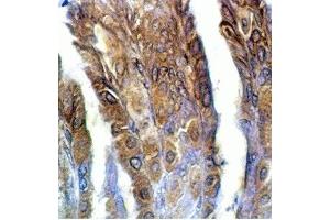 Rat stomach tissue was stained by anti-IMDS/AM-2(8-47) (Human) Serum at 1:100 (Adrenomedullin 2 antibody  (AA 8-47))