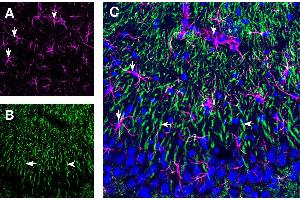 Expression of GFAP and 5HT1B Receptor in rat hippocampus CA3 region. (GFAP antibody  (Intracellular) (Atto 647N))