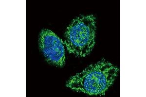 Confocal immunofluorescent analysis of DUSP6 Antibody (Center) (ABIN392864 and ABIN2842279) with Hela cell followed by Alexa Fluor 488-conjugated goat anti-rabbit lgG (green). (DUSP6 antibody  (AA 58-89))