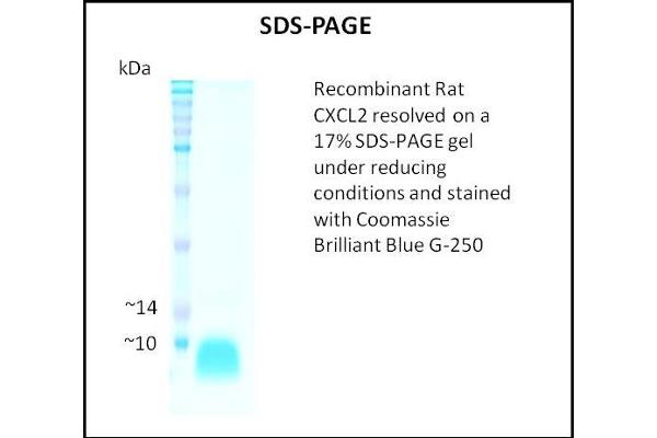 CXCL2 Protein
